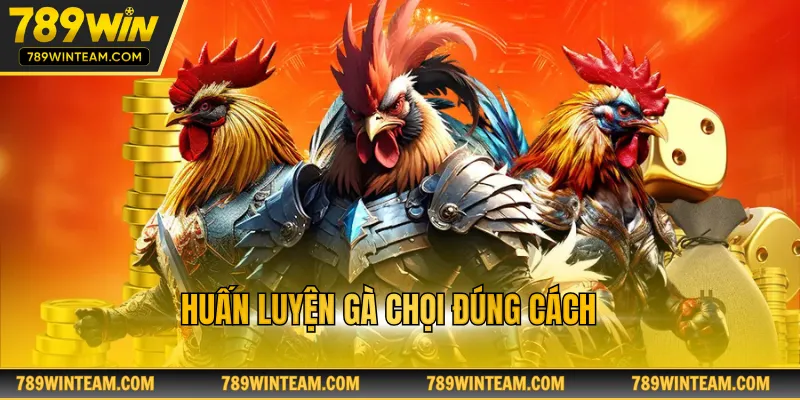 Huấn luyện gà chọi đúng cách