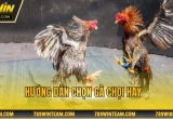 Hướng dẫn chọn gà chọi hay
