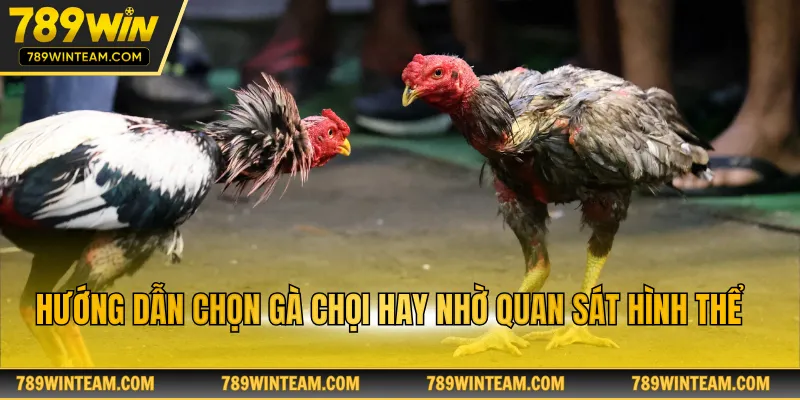 Hướng dẫn chọn gà chọi hay nhờ quan sát hình thể